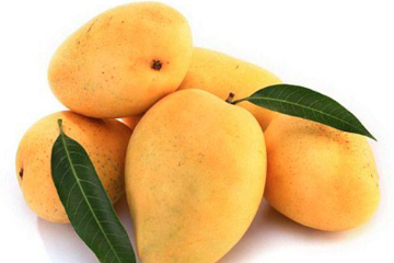 Mangoes-website-Kalapadi