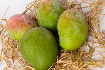 Mangoes-website-Suvarnarekha